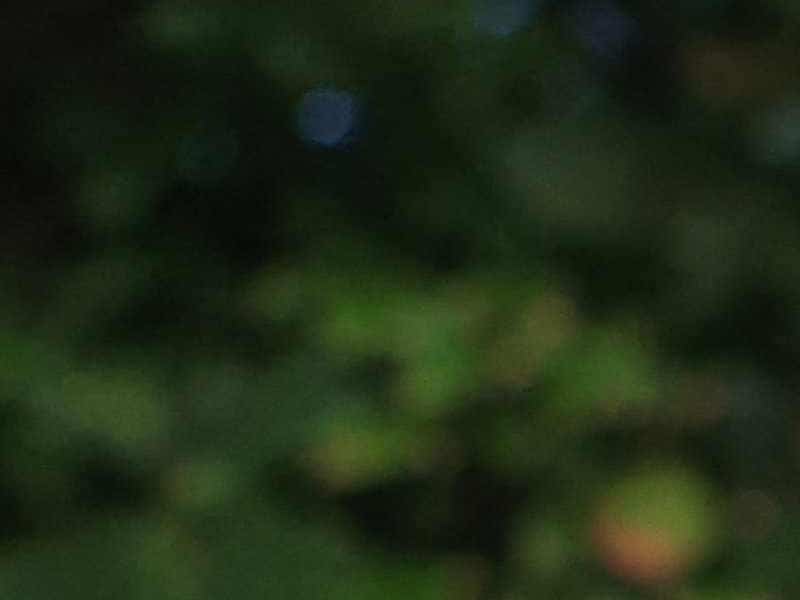 La vague de froid dans le sud - est des États - Unis fait tomber les iguanes des arbres en Floride