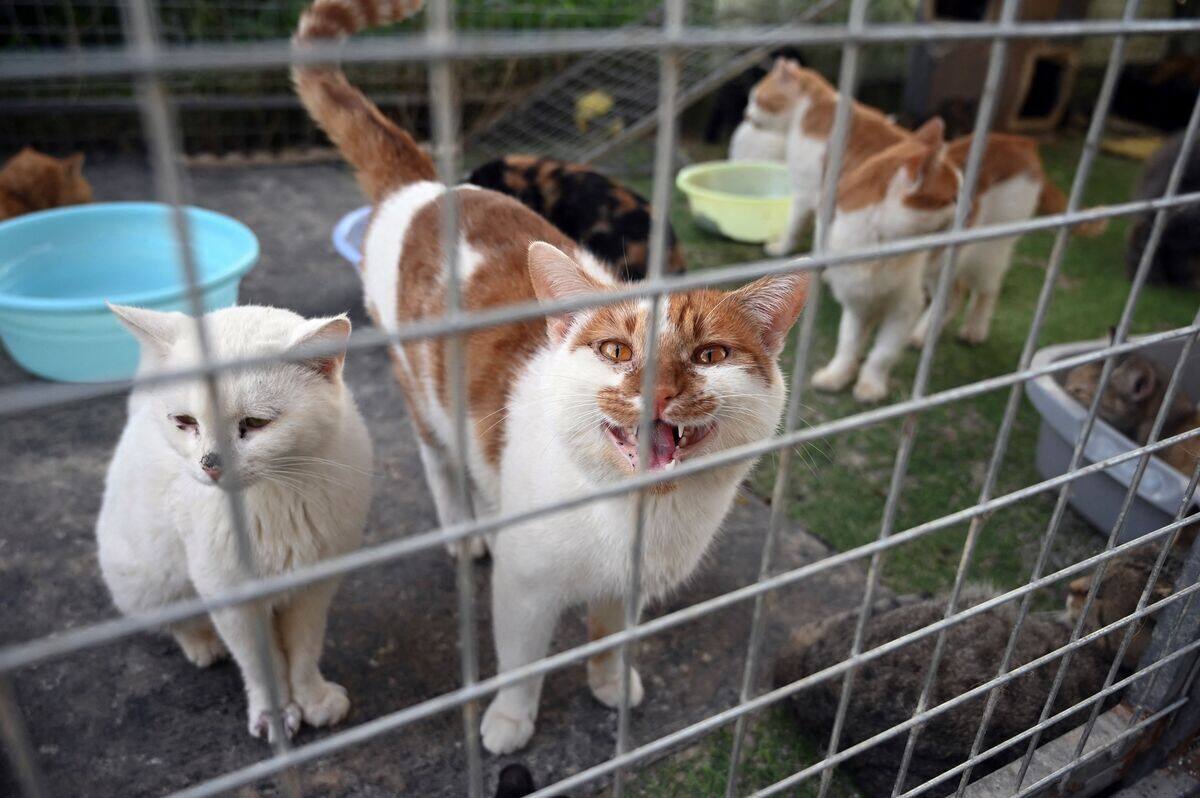 More than 150 cats have been abandoned in apartments in France