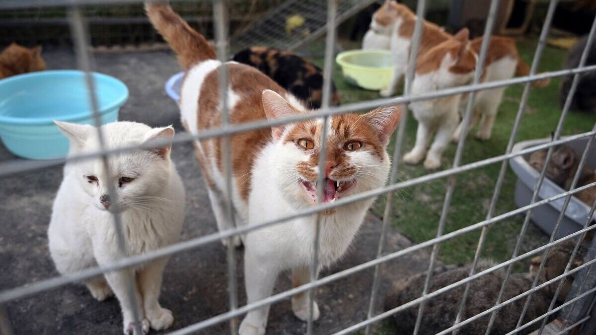 More than 150 cats have been abandoned in apartments in France More than 150 cats have been abandoned in apartments in France