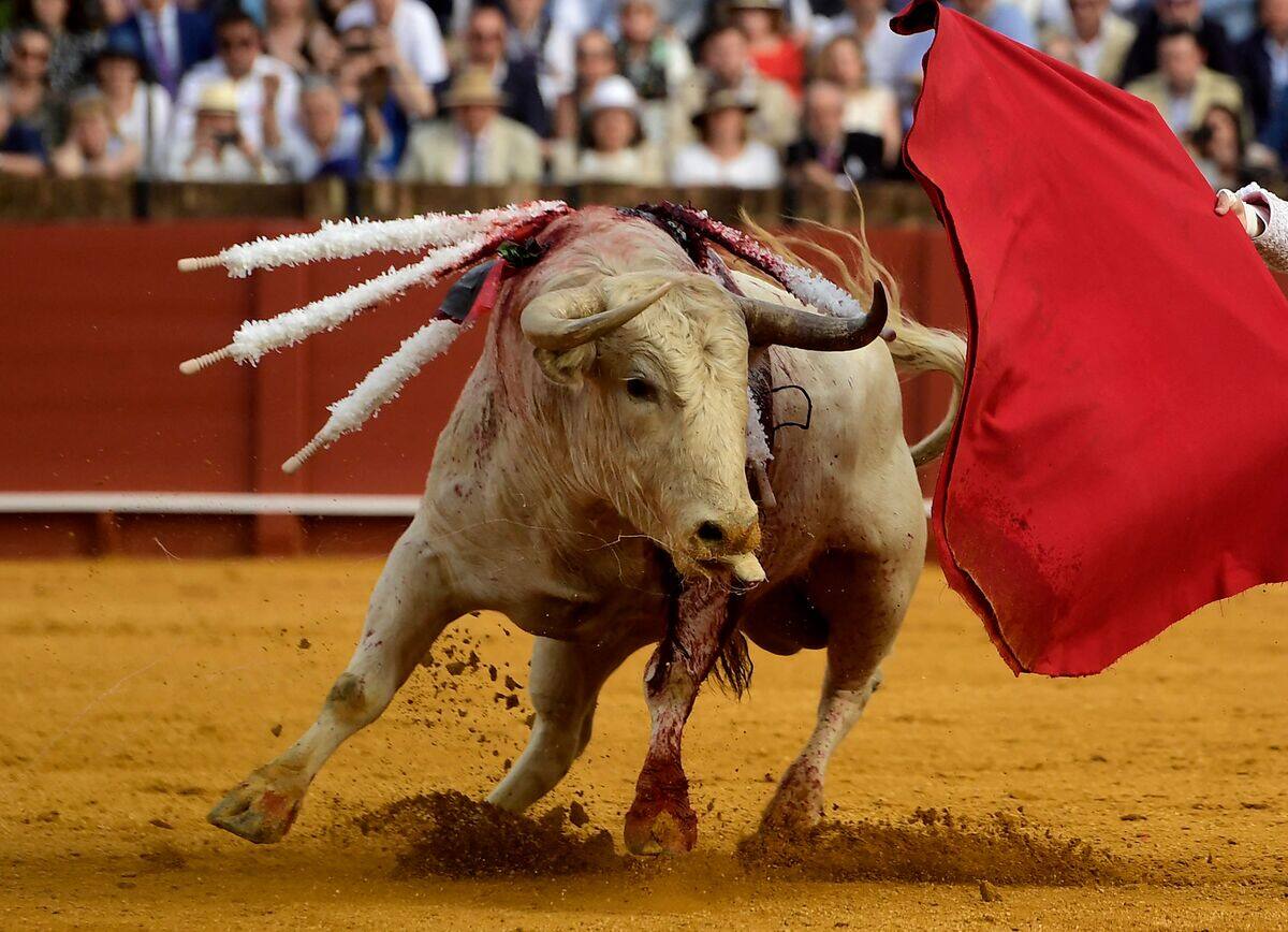 España prohíbe las corridas de toros de enanos
