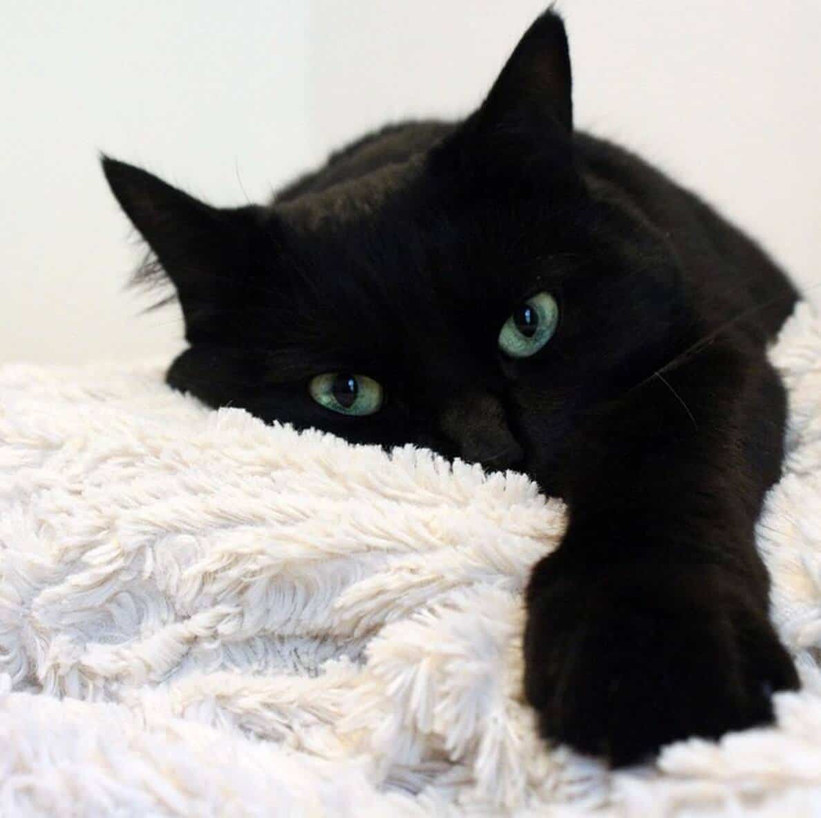 12 Trucs Efficaces Pour Empecher Votre Chat D Uriner En Dehors De Sa Litiere Le Sac De Chips