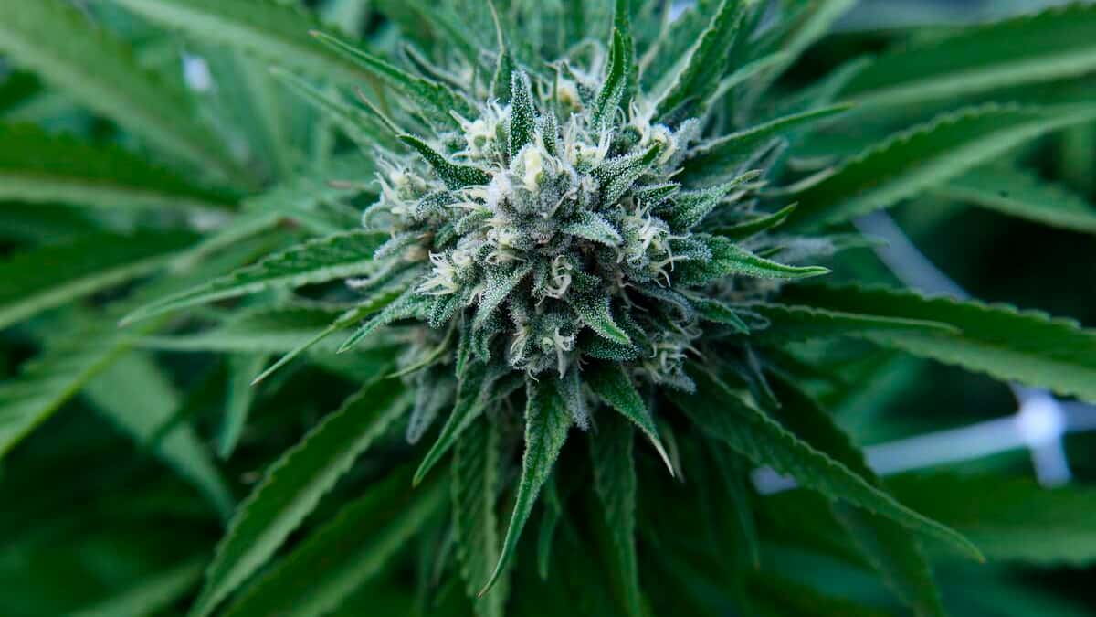 Bientôt des délices au pot dans les restos ?