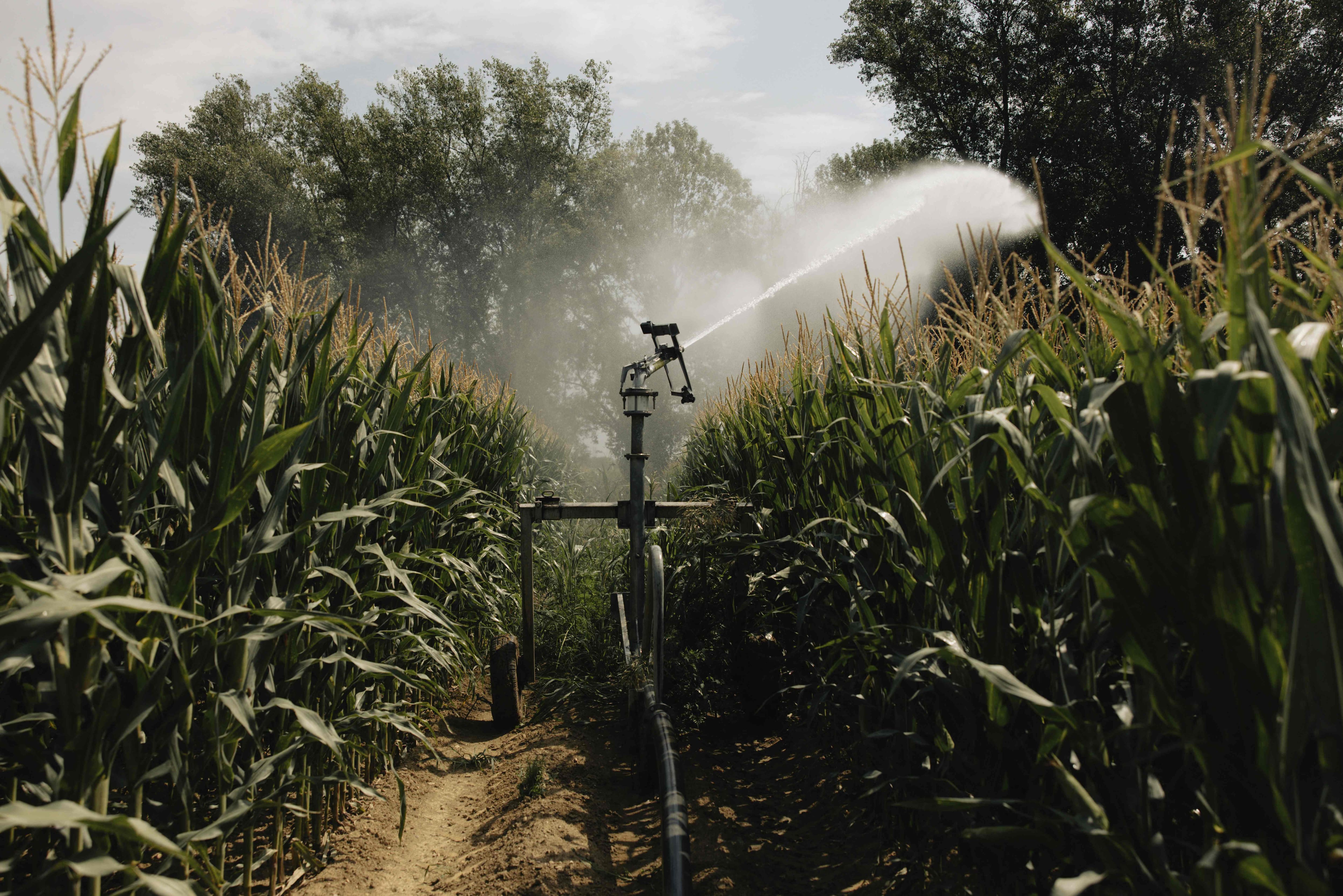 La canicule ravage les récoltes françaises, les agriculteurs en péril