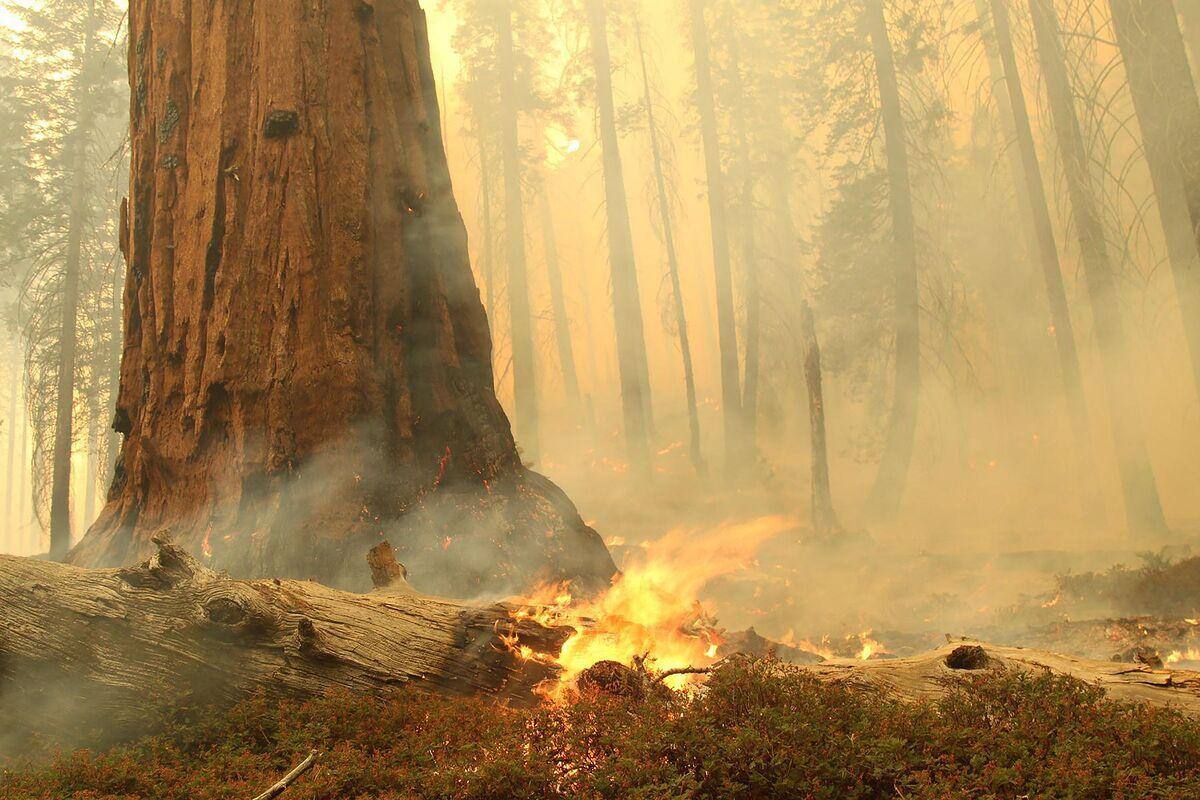 Des bosquets de s&eacute;quoias cern&eacute;s par les flammes en Californie