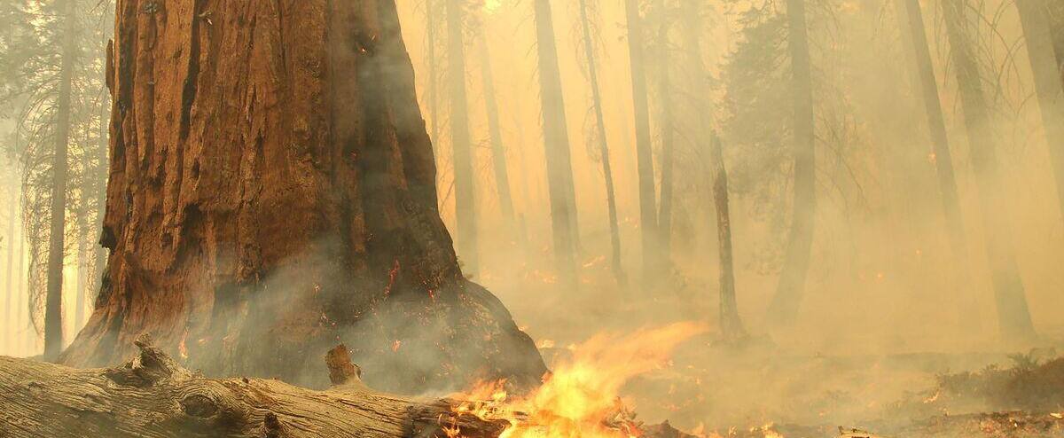 Des bosquets de séquoias cernés par les flammes en Californie