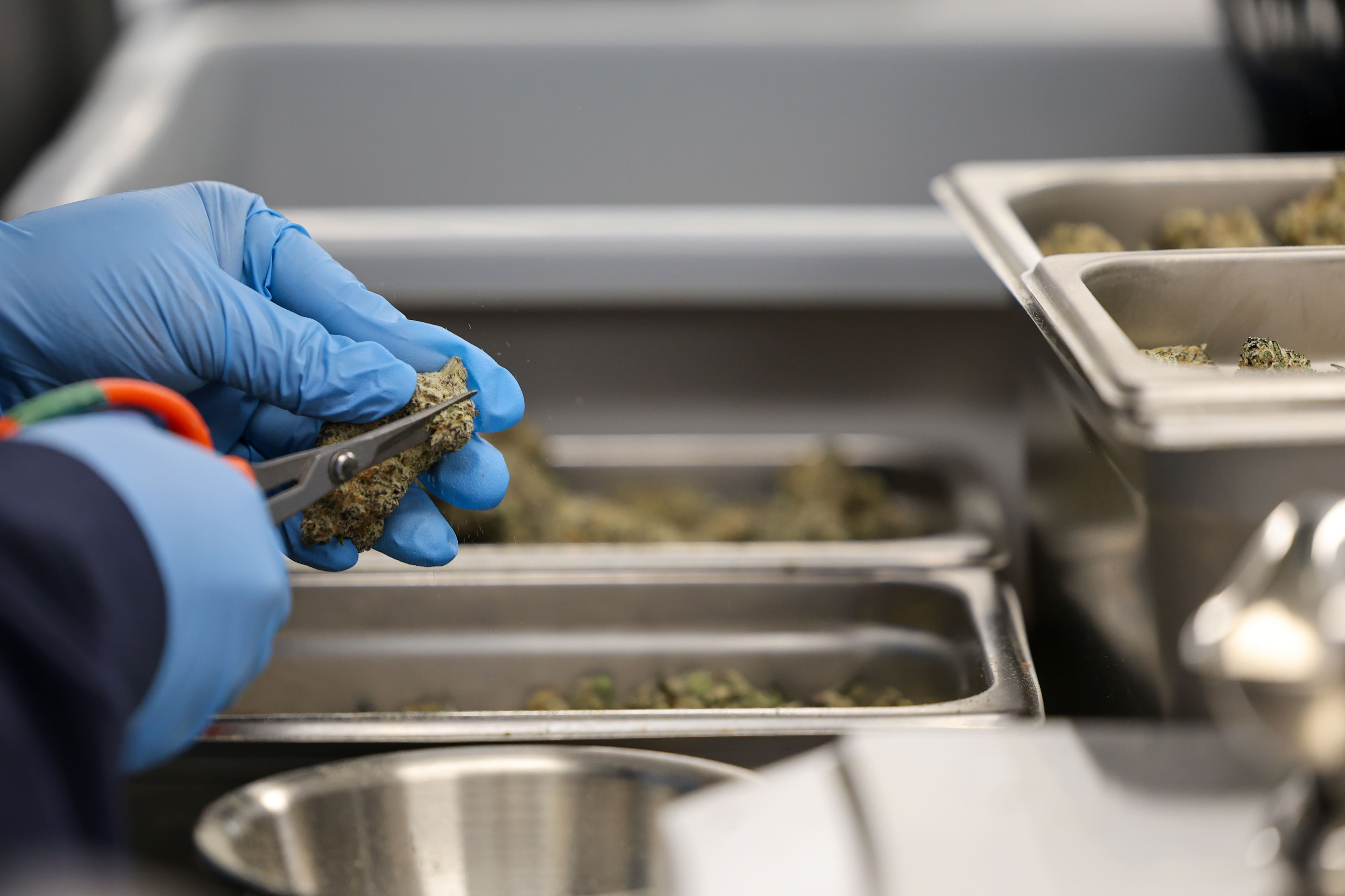 Industrie du cannabis: les producteurs québécois peinent à rentrer à la SQDC