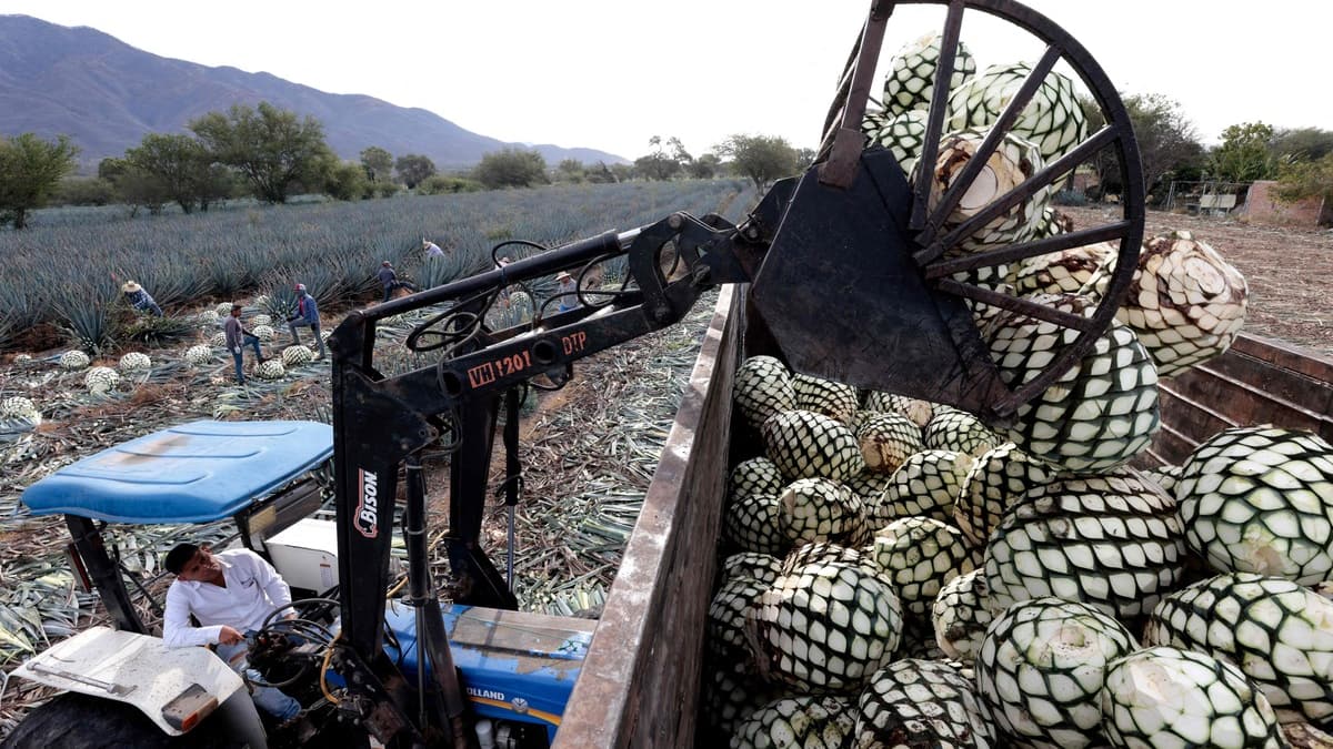 Mexique: cinq morts dans une usine de tequila après une explosion