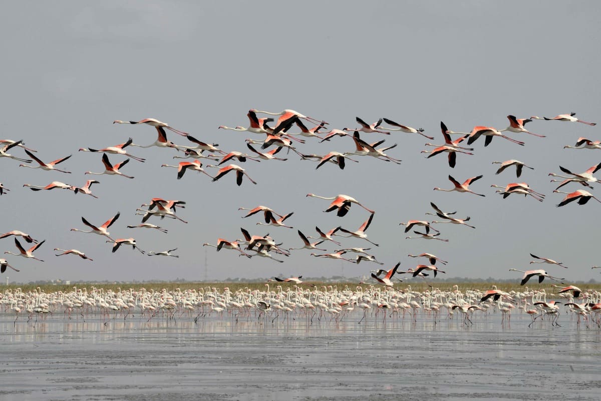 Inde: des dizaines de flamants roses tu&eacute;s dans une collision avec un avion