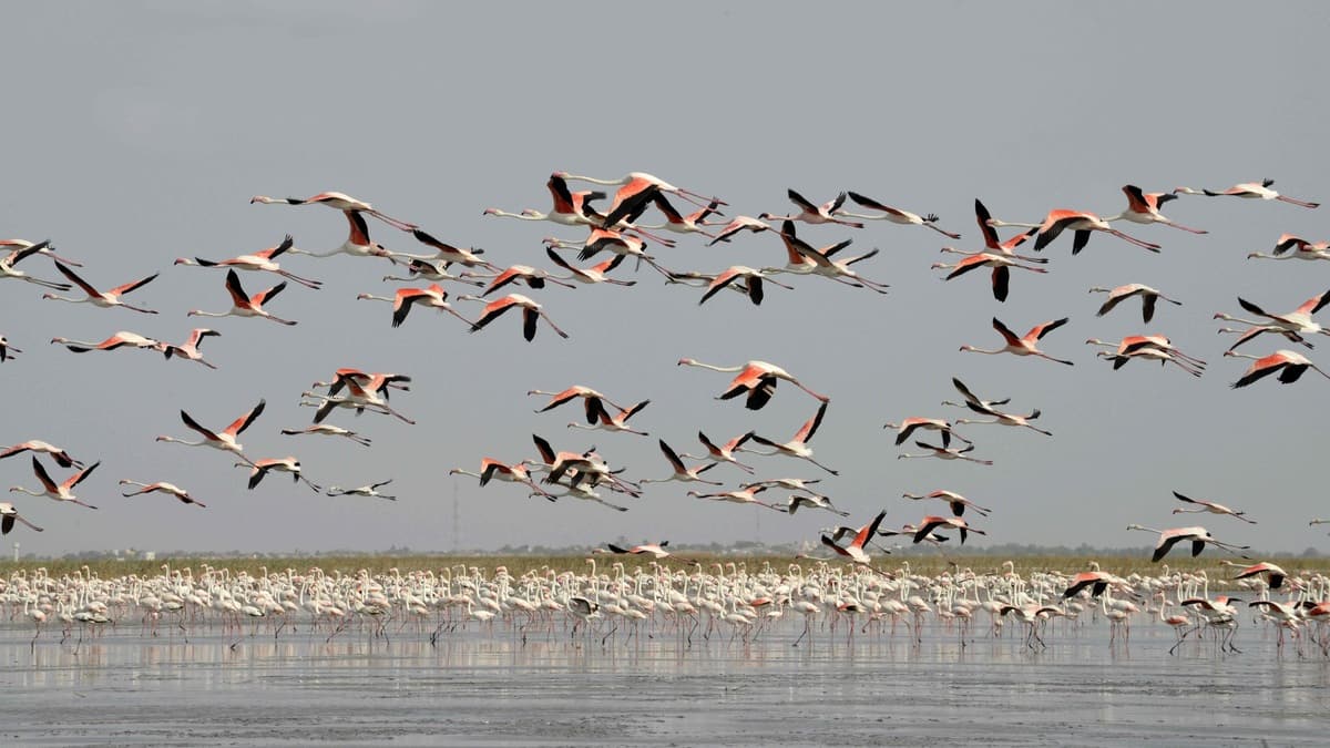Inde: des dizaines de flamants roses tués dans une collision avec un avion
