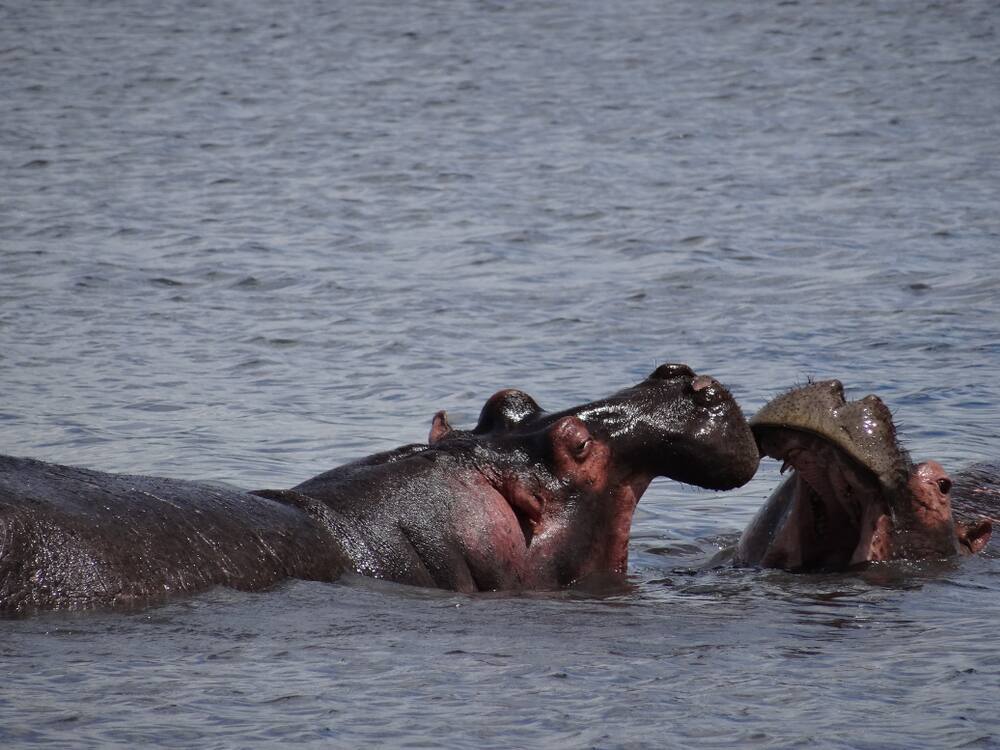 Colombie: les hippos d&rsquo;Escobar d&eacute;cr&eacute;t&eacute;s &laquo;invasifs&raquo;, la chasse bient&ocirc;t ouverte ?