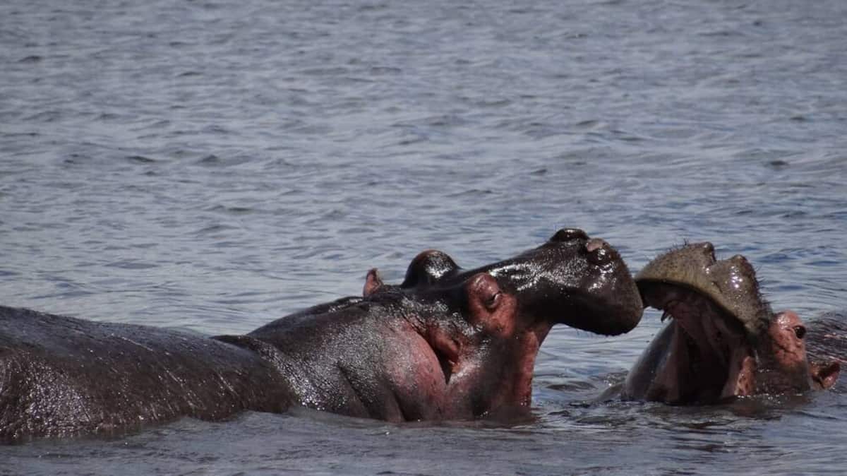 Colombie: les hippos d’Escobar décrétés «invasifs», la chasse bientôt ouverte ?