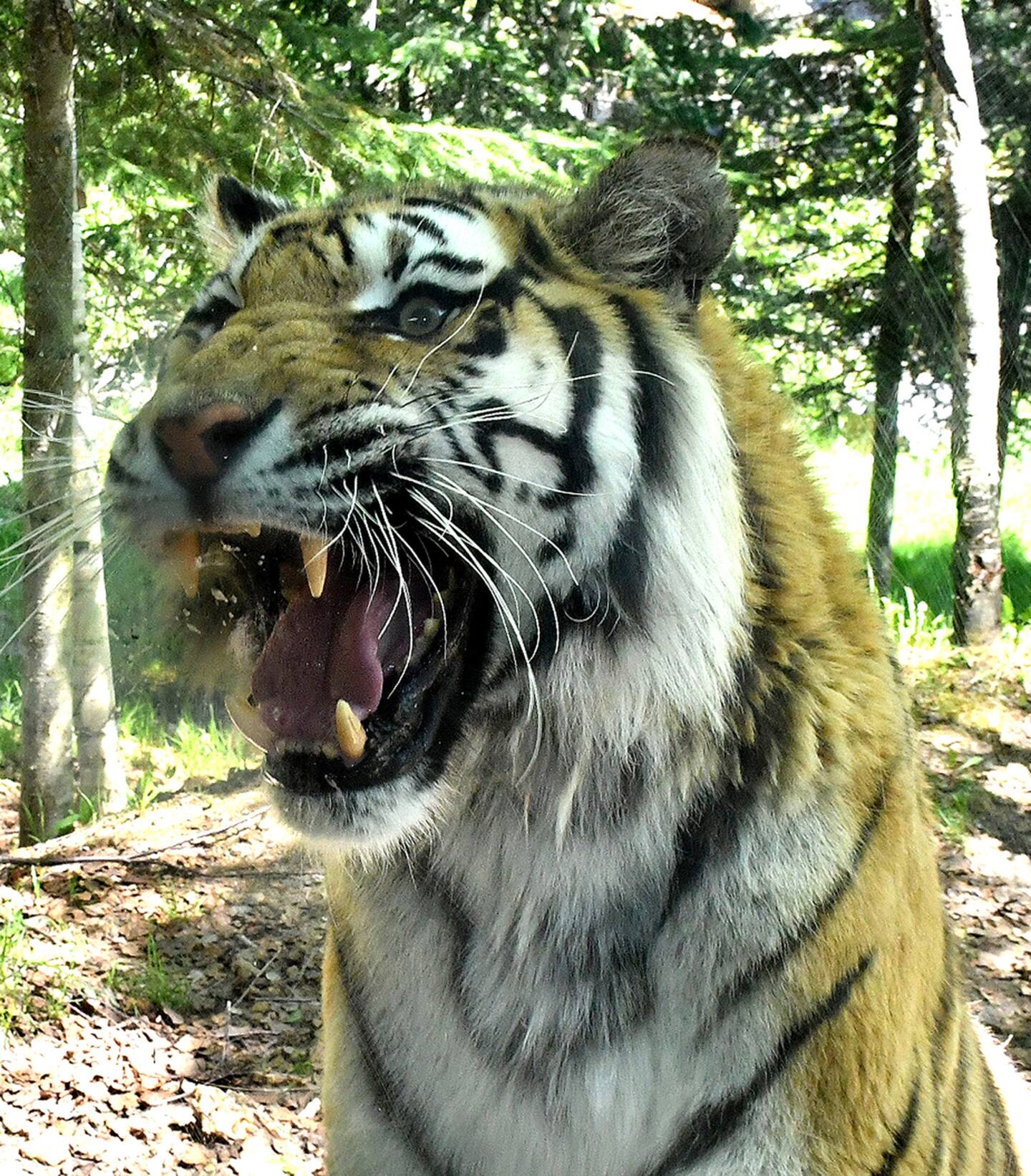 Le zoo de Saint-Félicien ne compte plus qu’un tigre