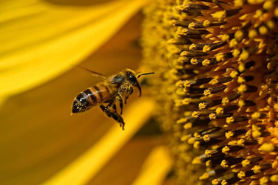 Image principale de l'article Montréal s’engage à protéger les pollinisateurs