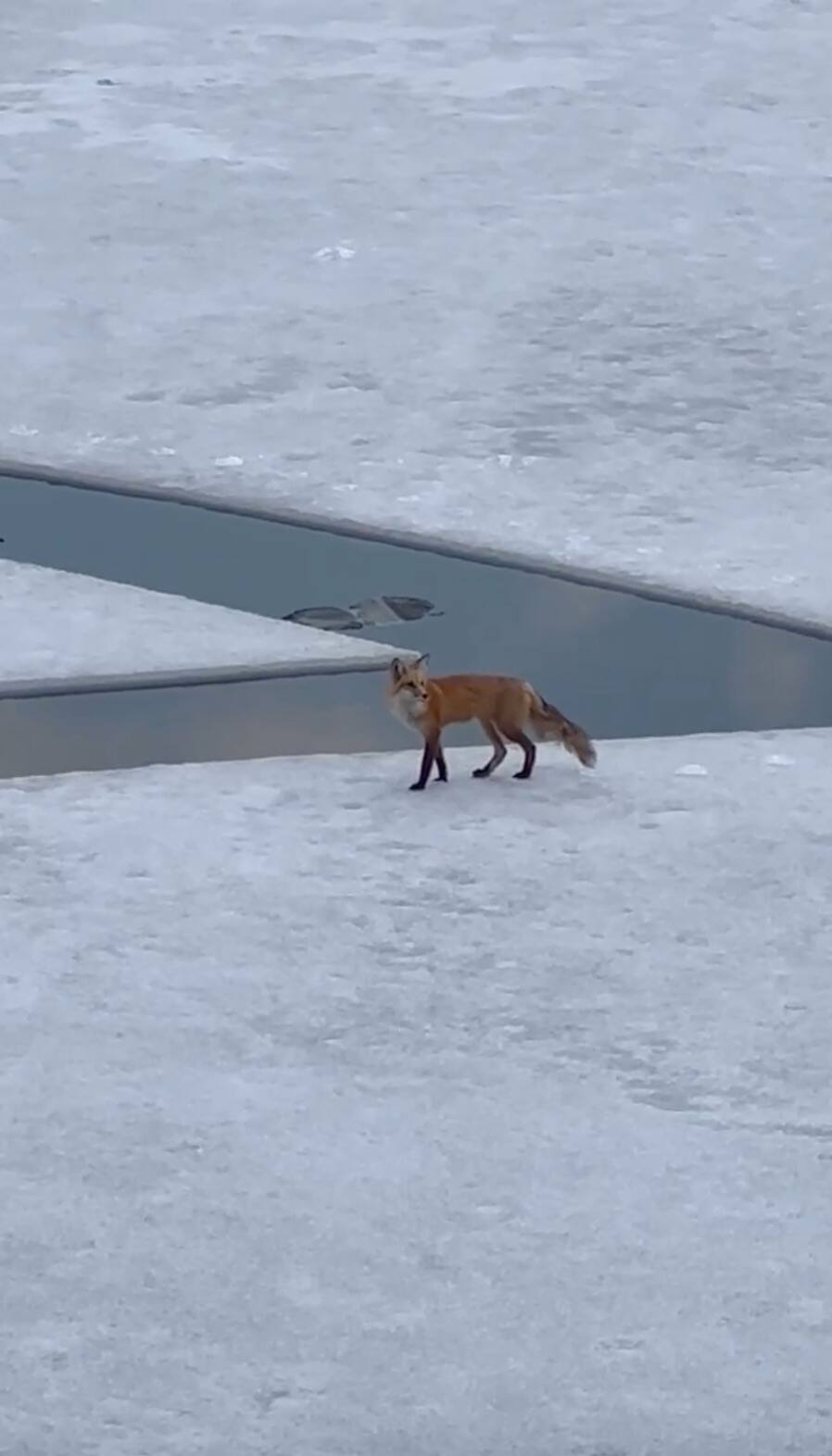 [EN IMAGES] Un renard coinc&eacute; sur la glace depuis 10 jours dans le Vieux-Port de Montr&eacute;al