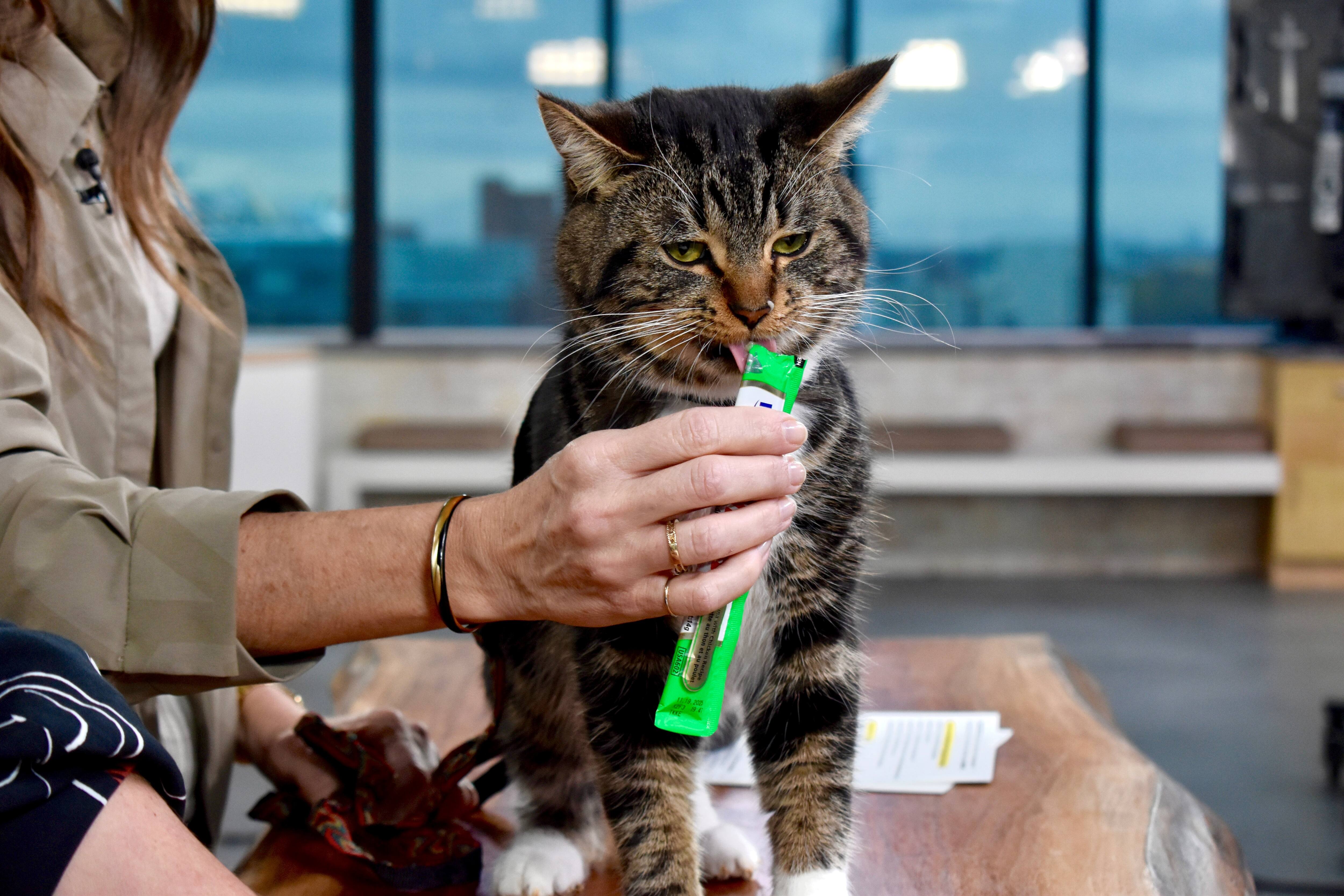 Temptations se cherche une famille