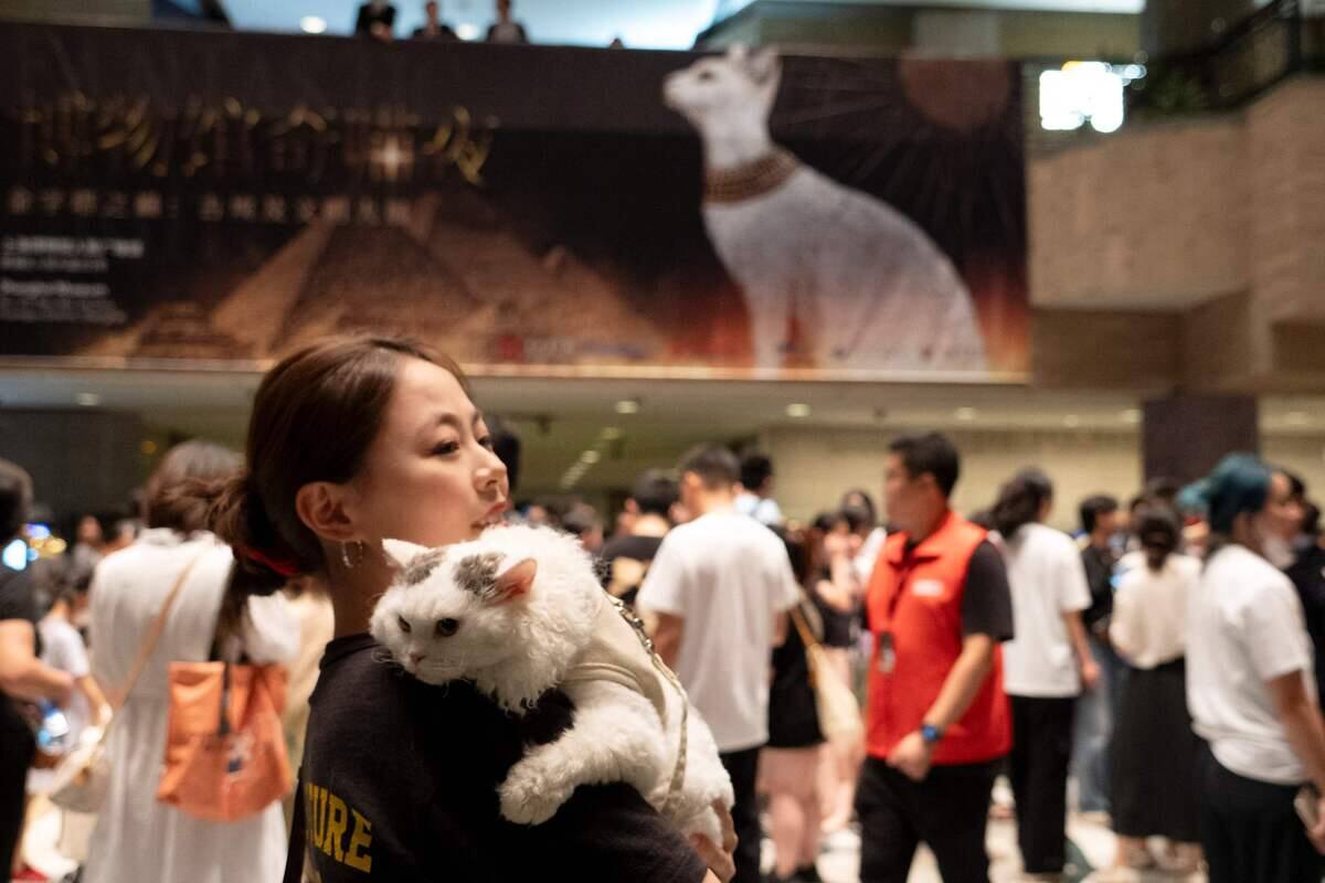 &Agrave; Shanghai, les chats accueillis pour une Nuit au Mus&eacute;e