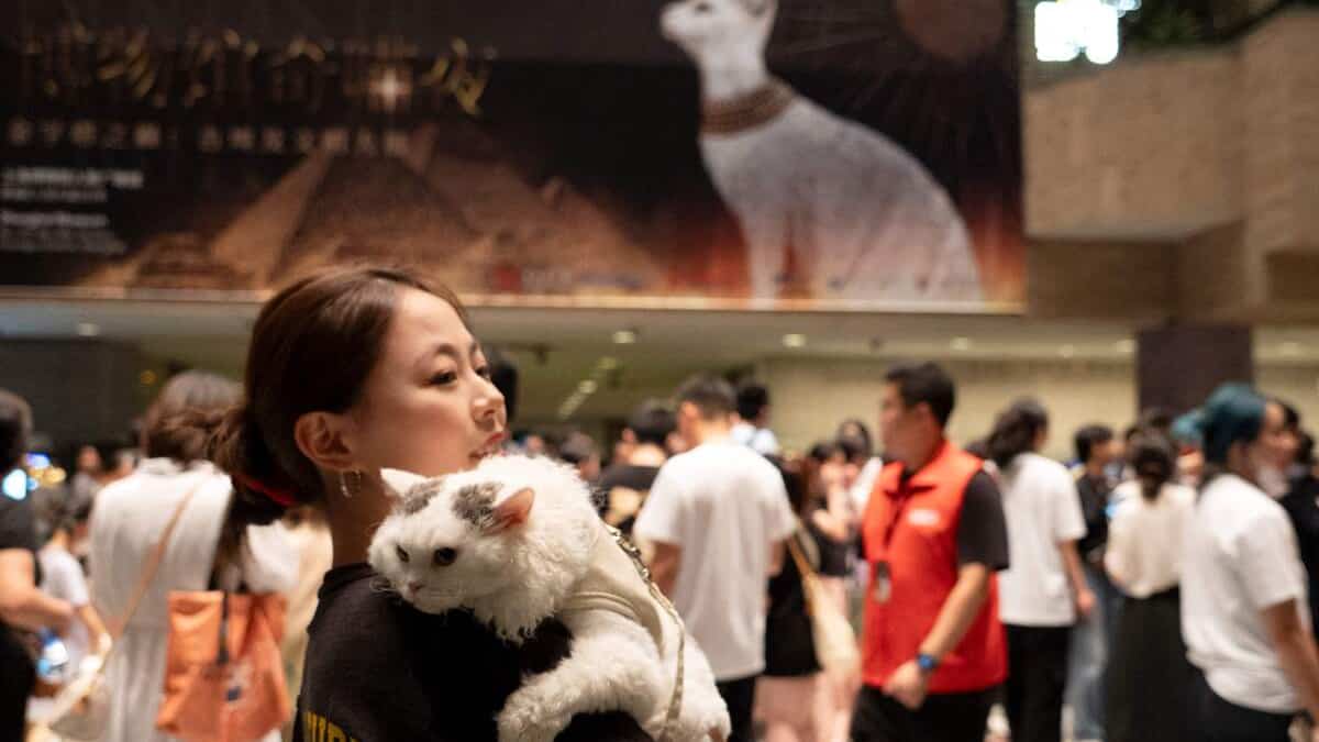 À Shanghai, les chats accueillis pour une Nuit au Musée