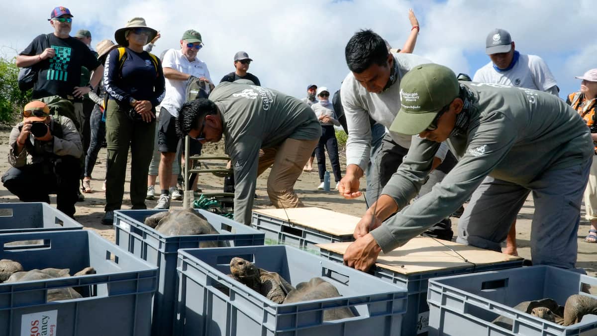 Disparues il y a un siècle, plus de 150 tortues réintroduites aux Galapagos
