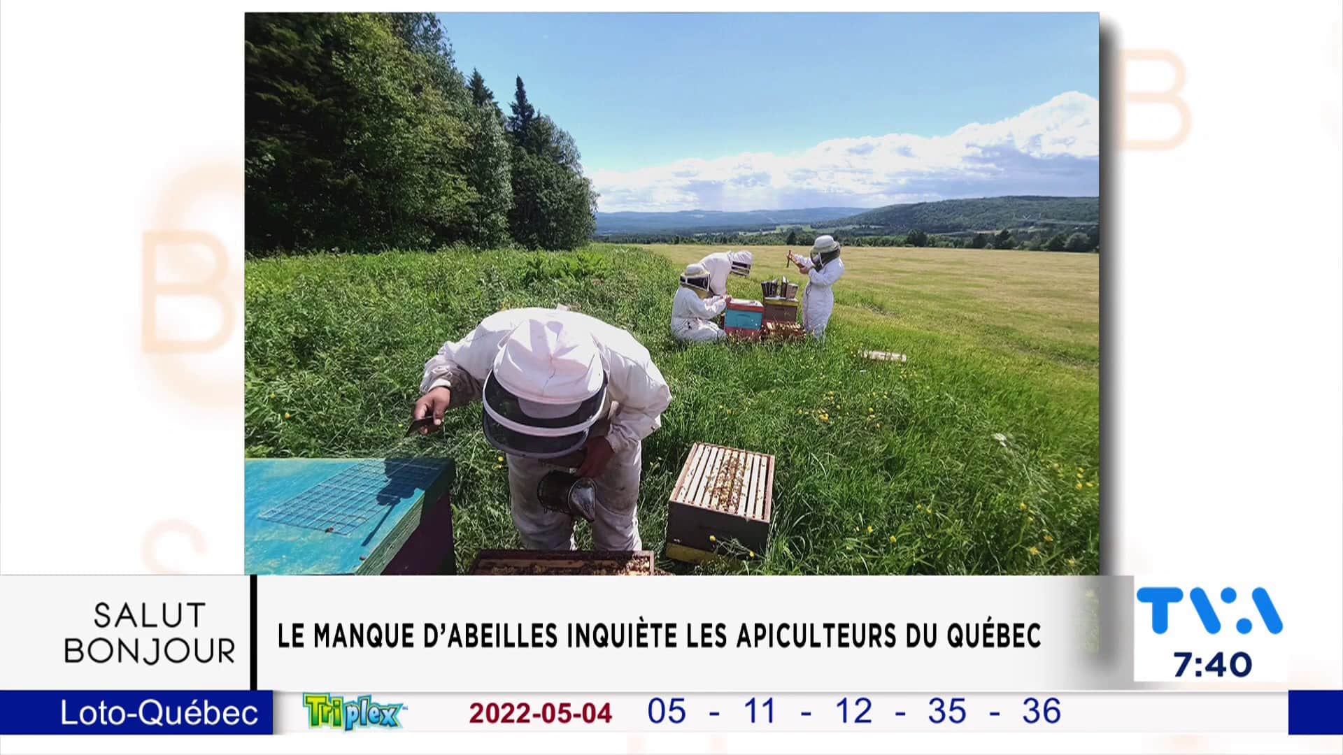 Une perte anormale du nombre d'abeilles 