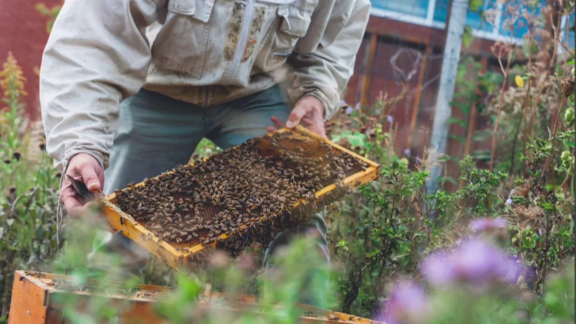Pollinisateurs: essentiels pour la biodiversité