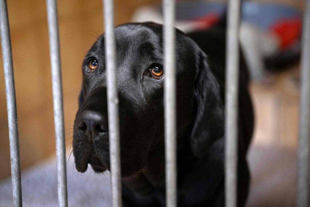 31 chiens en piteux état saisis en Colombie-Britannique | TVA Nouvelles