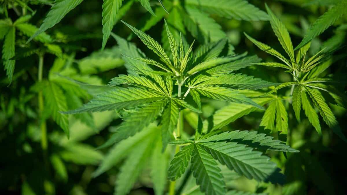 Investissements dans le cannabis: plus d'un millier d'Espagnols portent plainte pour escroquerie