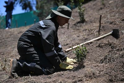 Colombia: questo ex generale pianta alberi per farsi perdonare più di 300 omicidi