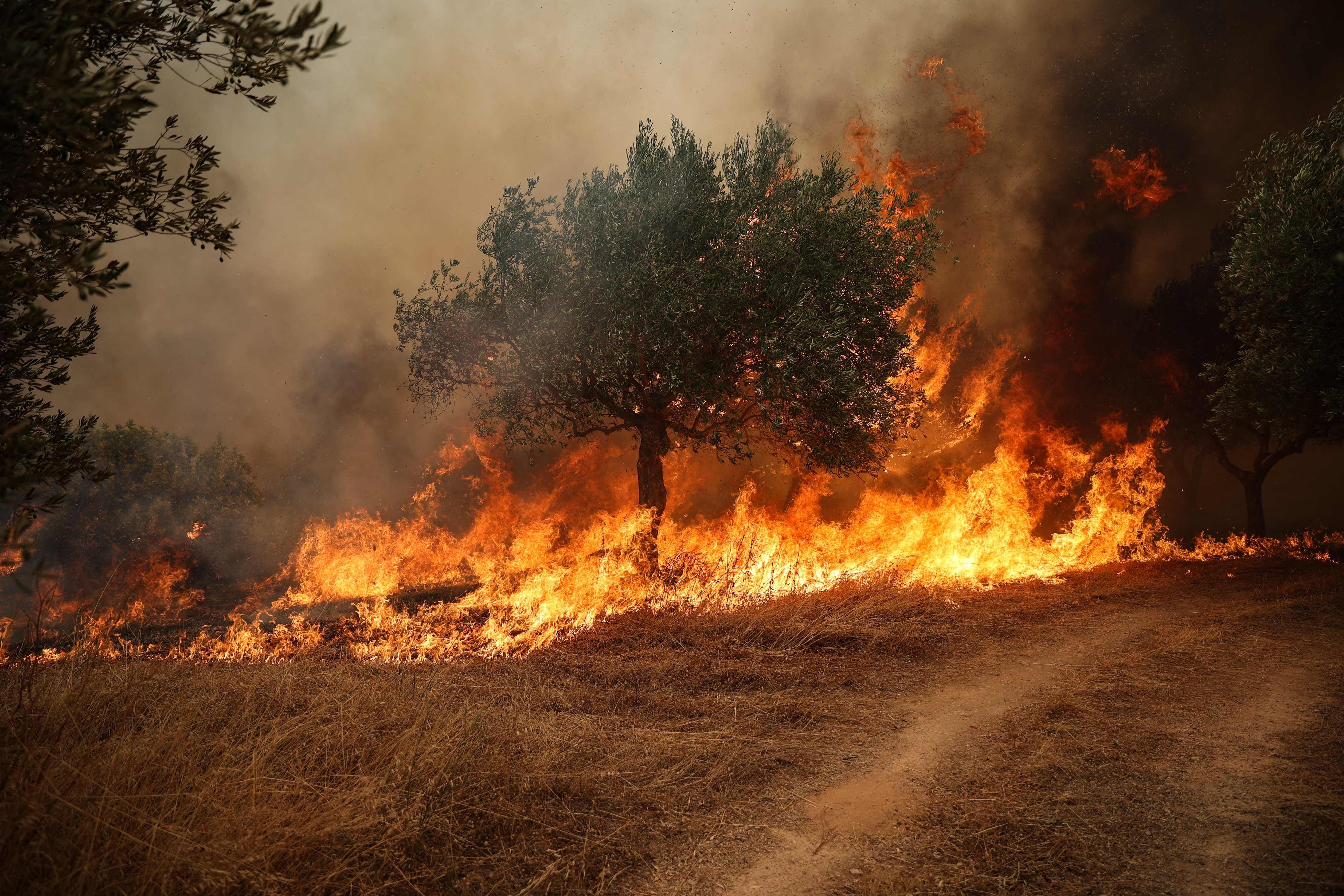 IMAGES | «C’est un désastre total»: les multiples incendies de forêt sévissent à Athènes