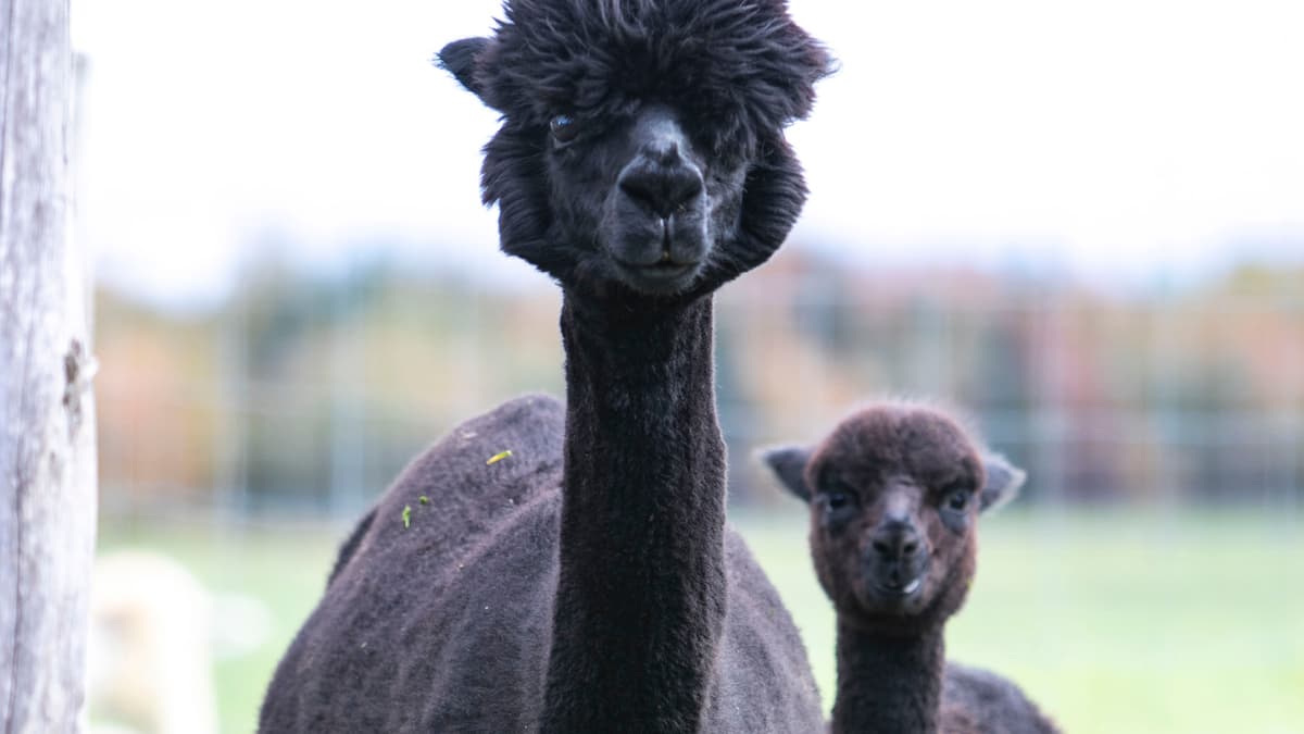 Il virus dell’influenza aviaria è stato scoperto negli alpaca negli Stati Uniti Il virus dell’influenza aviaria è stato scoperto negli alpaca negli Stati Uniti