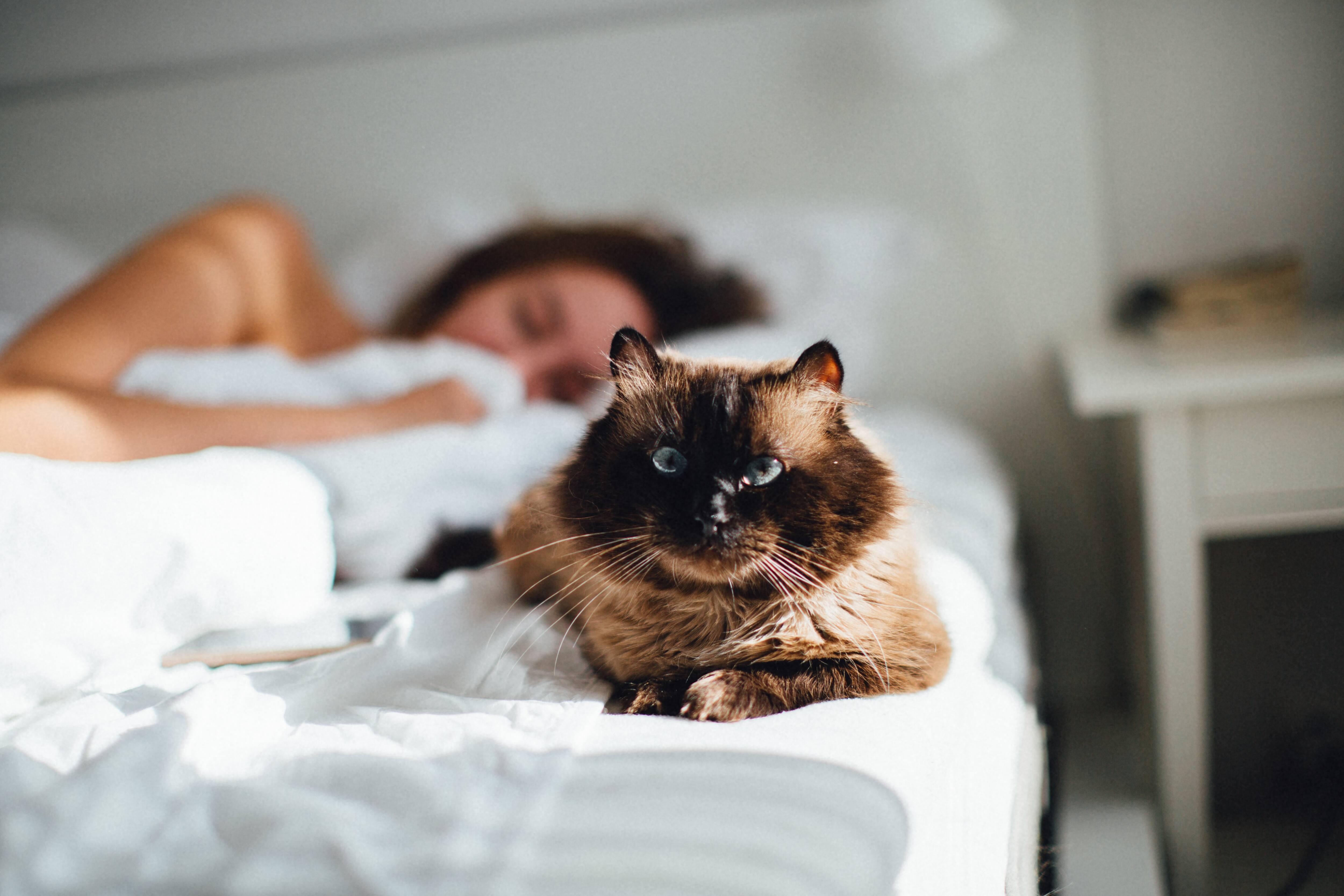 Journee Internationale Du Chat 10 Raisons D En Adopter Un Des Maintenant Salut Bonjour