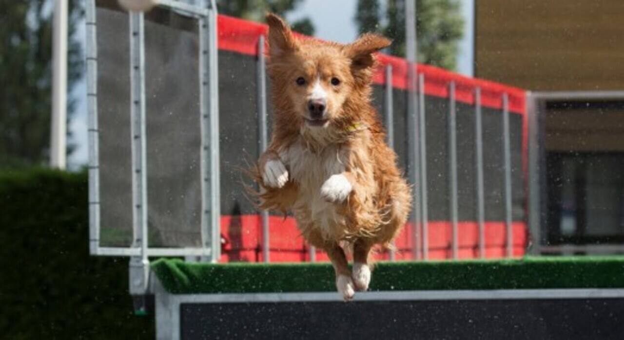 Et si votre chien allait aussi à l'école?