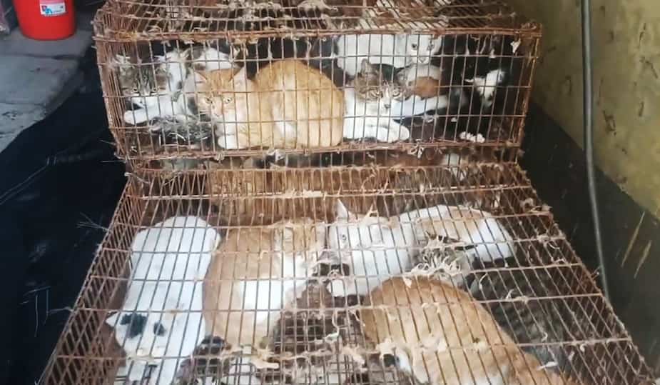 Image principale de l'article Consommation humaine: 150 chats sauvés en Chine