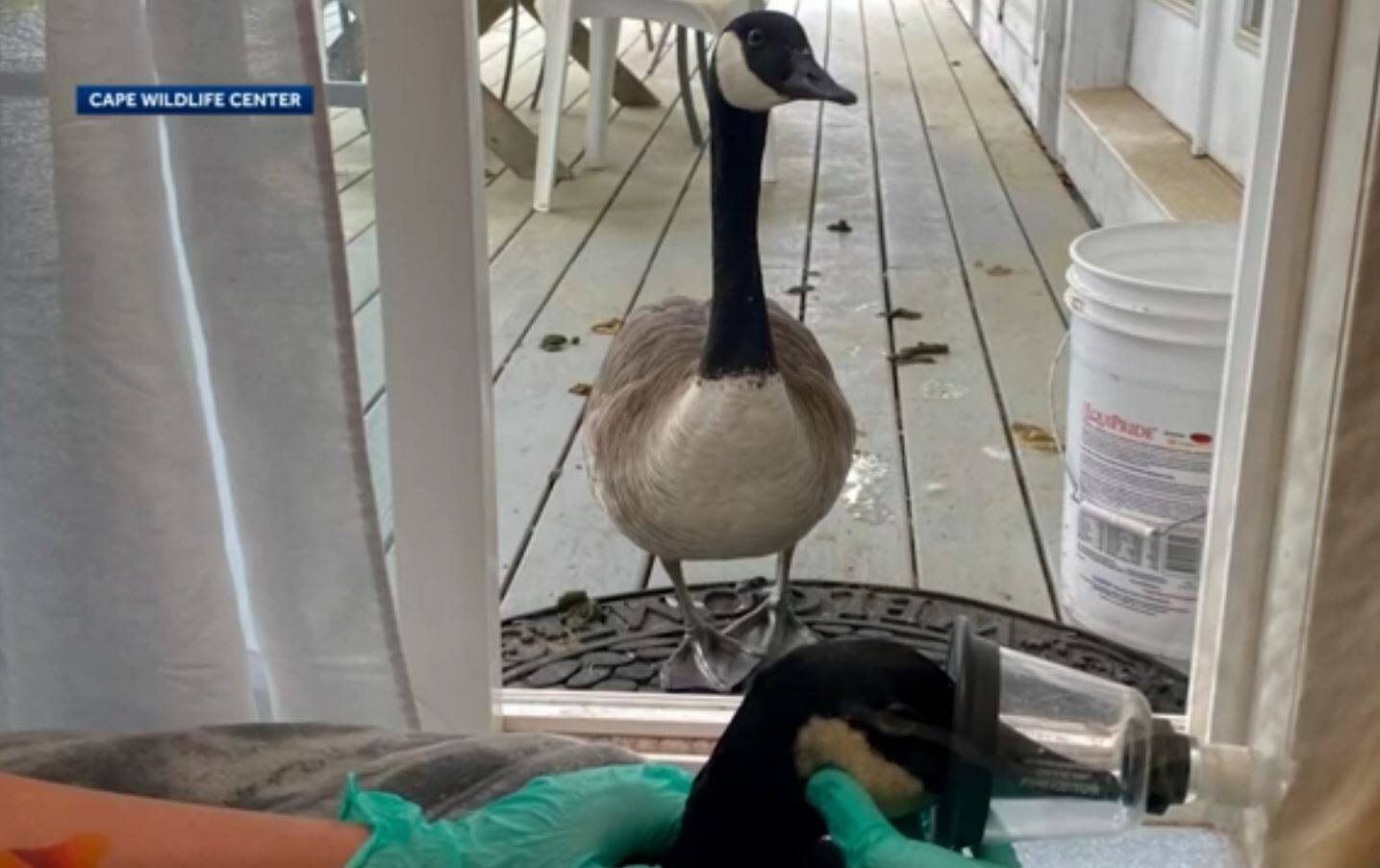 Une outarde opérée, son amoureuse à ses côtés