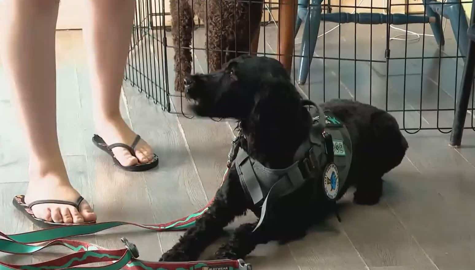 Les Chiens d'Anakim arrivent &agrave; Trois-Rivi&egrave;res