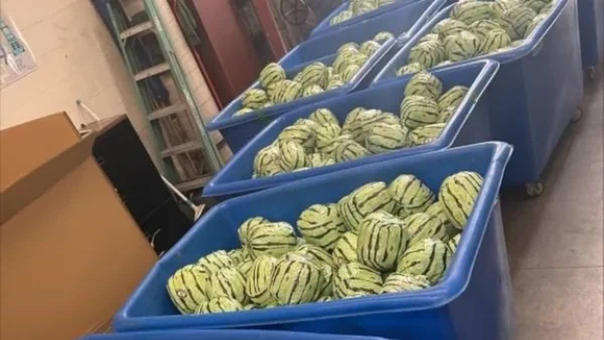 Des douaniers découvrent près de 7 M$ de méthamphétamine déguisée en melons d’eau