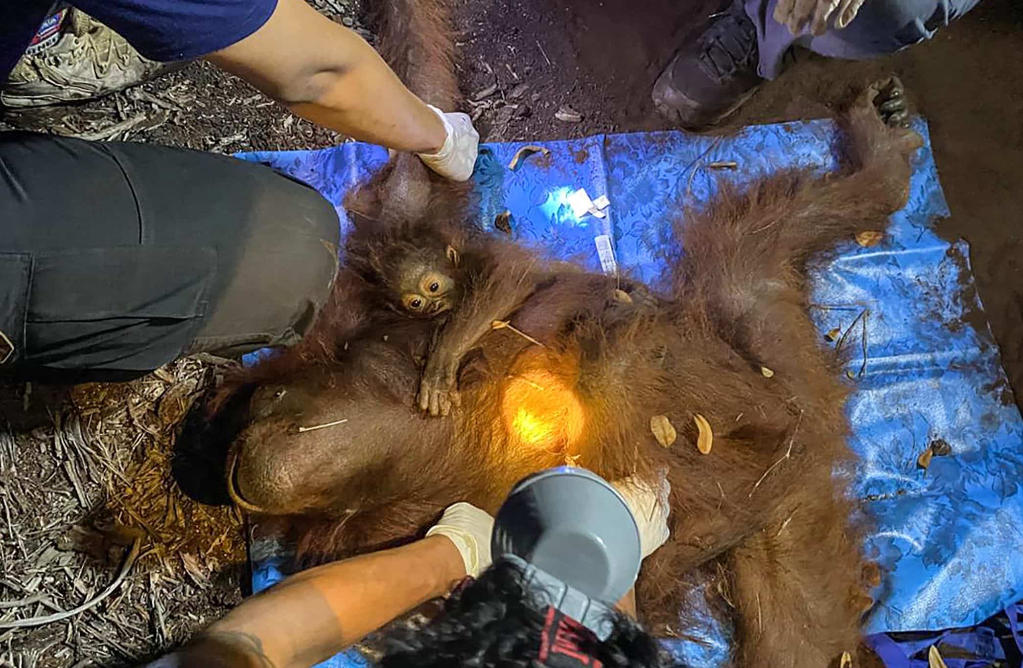 Indonesian Wildfires: Orangutan Mother and Infant Rescued from Toxic Smoke in Borneo