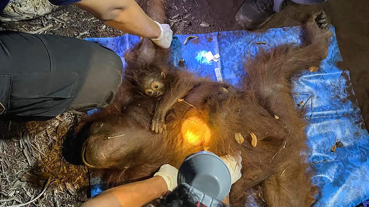 Photo: journaldequebec.com Indonesian Wildfires: Orangutan Mother and Infant Rescued from Toxic Smoke in Borneo