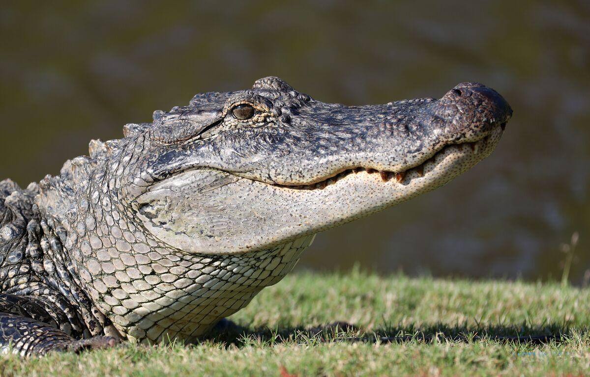 Une octog&eacute;naire tombe dans un &eacute;tang et meurt apr&egrave;s avoir &eacute;t&eacute; agripp&eacute;e par des alligators