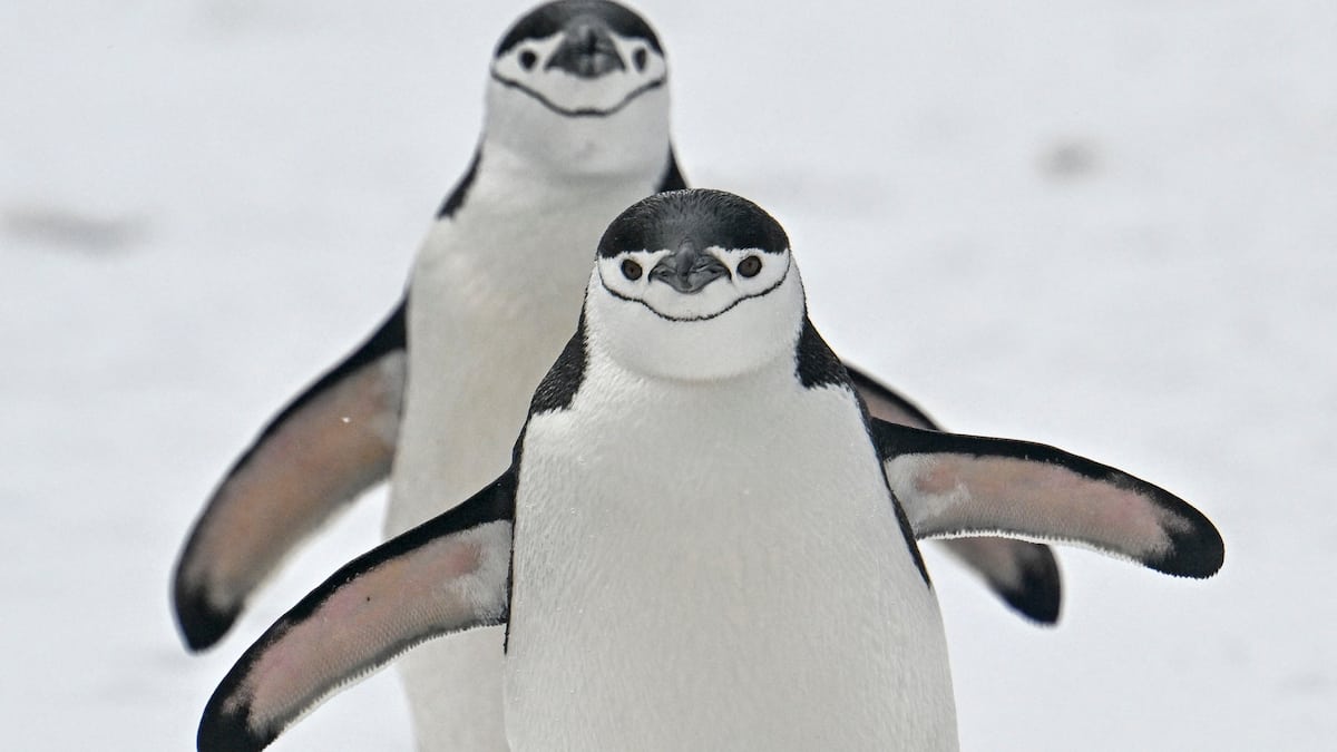 La grippe aviaire menace la faune de l'Antarctique