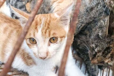 Human use: Police rescue 150 cats from pot in China