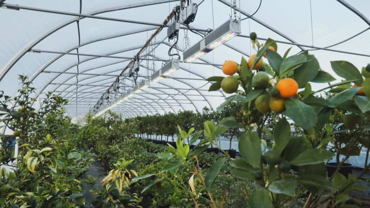 Révolution en agriculture: amener le soleil du Japon dans une serre de Laval