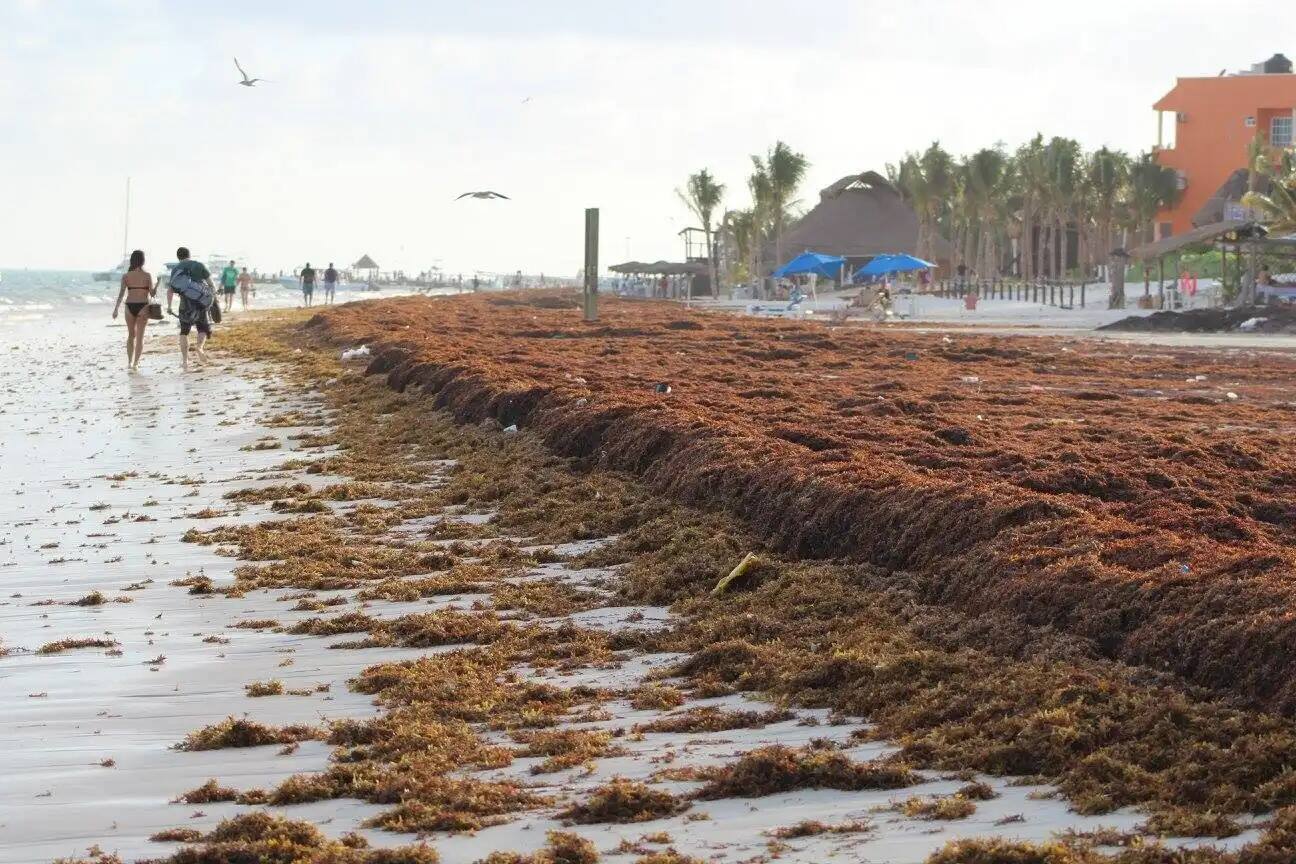 Cette algue qui pue menace les vacances 