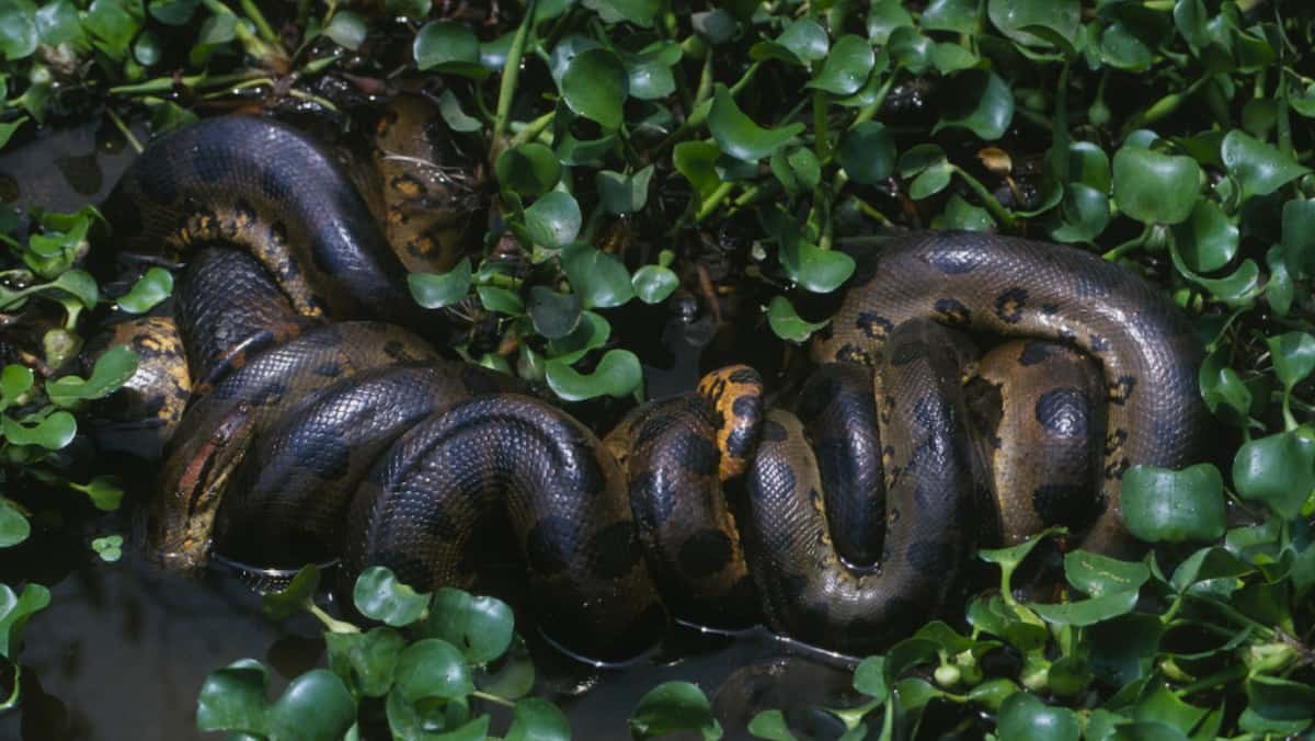 The Discovery of the Largest Anaconda in the World: Will Smith's ...