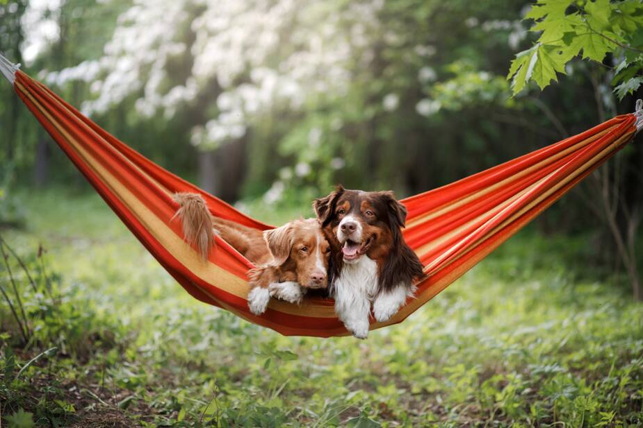 Image principale de l'article La chaleur peut être dangereuse pour les animaux