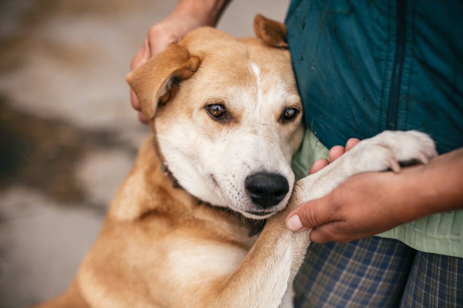 Image principale de l'article Une année désastreuse pour les animaux abandonnés