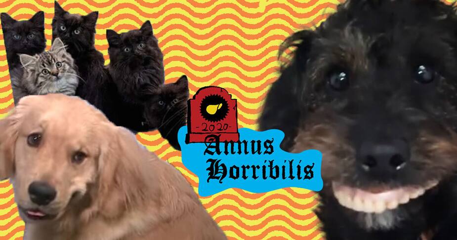 Image principale de l'article Voici 17 fois où des animaux ont marqué 2020