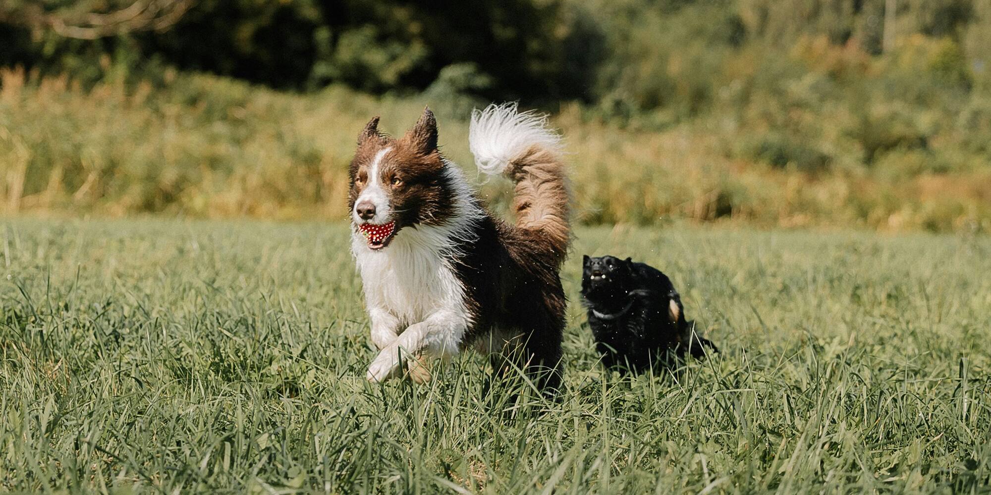 3 exercices pour apprendre le rappel à votre chien