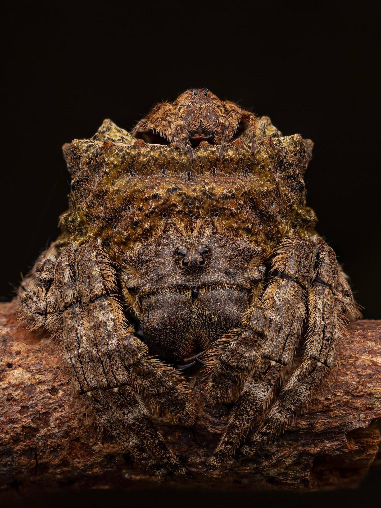 Assis sur l’abdomen d’une femelle, ce minuscule mâle attend que celle-ci soit prête pour l’accouplement.