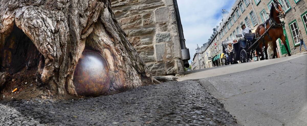 L Orme Au Boulet L Arbre Le Plus Connu De Quebec Sera Abattu Jdq L Orme Au Boulet L Arbre Le Plus Connu De Quebec Sera Abattu Jdq