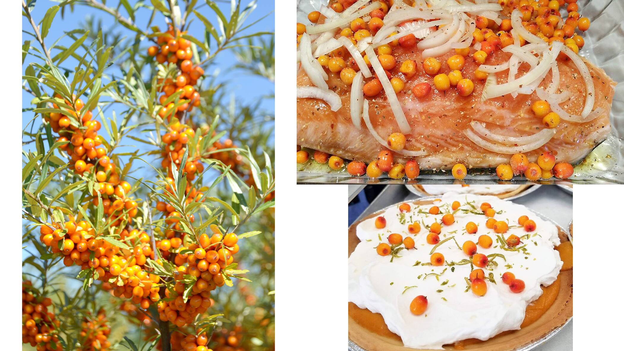 Fruits Anciens Meconnus Ou Oublies Deurope
